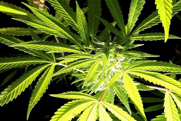 легализация марихуаны в австралии